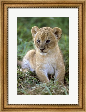 Framed Tanzania, Serengeti National Park, African lion Print