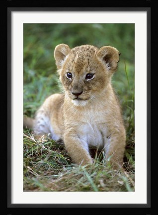 Framed Tanzania, Serengeti National Park, African lion Print