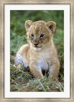 Framed Tanzania, Serengeti National Park, African lion Print