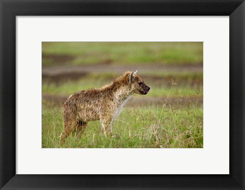 Framed Spotted Hyanea, Lake Nakuru National Park, Kenya Print