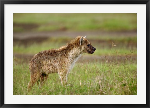 Framed Spotted Hyanea, Lake Nakuru National Park, Kenya Print