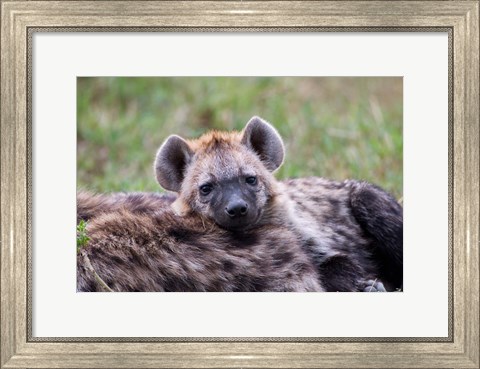 Framed Spotted Hyena wildlife, Maasai Mara, Kenya Print