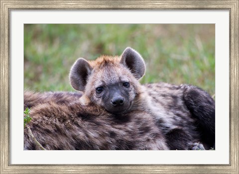 Framed Spotted Hyena wildlife, Maasai Mara, Kenya Print