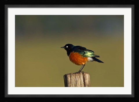 Framed Superb Starling bird, Lake Nakuru National Park, Kenya Print