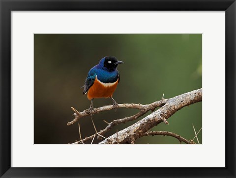 Framed Superb Starling bird, Samburu National Reserve, Kenya Print