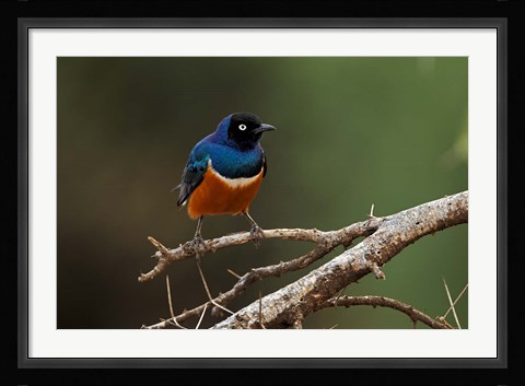 Framed Superb Starling bird, Samburu National Reserve, Kenya Print