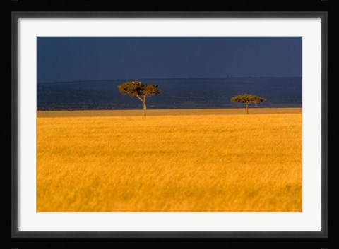 Framed Tall grass, Umbrella Thorn Acacia, Masai Mara, Kenya Print