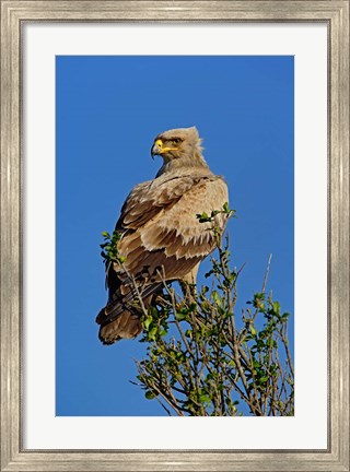 Framed Tawny Eagle, Aquila rapax, Masai Mara Game Reserve, Kenya Print
