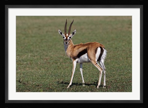 Framed Thomson's Gazelle antelope, Maasai Mara, Kenya Print