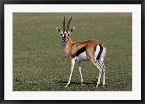 Framed Thomson's Gazelle antelope, Maasai Mara, Kenya Print
