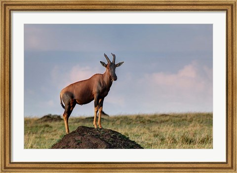 Framed Topi antelope on termite mound, Maasai Mara, Kenya Print
