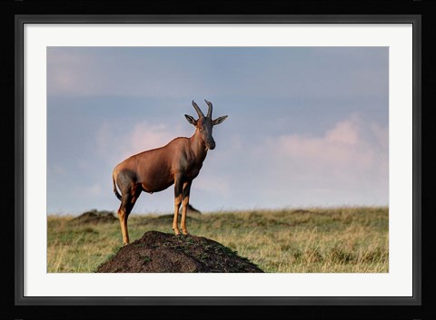 Framed Topi antelope on termite mound, Maasai Mara, Kenya Print