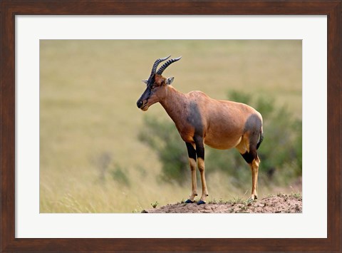 Framed Topi antelope, termite mound, Masai Mara GR, Kenya Print