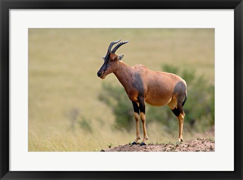 Framed Topi antelope, termite mound, Masai Mara GR, Kenya Print