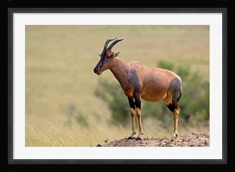 Framed Topi antelope, termite mound, Masai Mara GR, Kenya Print