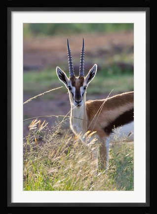 Framed Thomson's Gazelle on the savannah, Maasai Mara National Reserve, Kenya Print