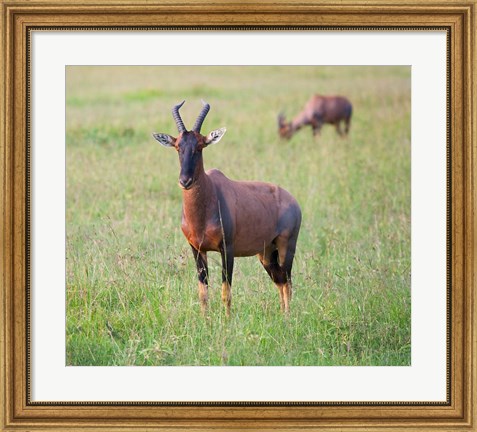 Framed Topi (Damaliscus lunatus), Maasai Mara National Reserve, Kenya Print
