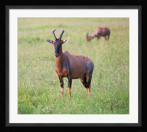 Framed Topi (Damaliscus lunatus), Maasai Mara National Reserve, Kenya Print