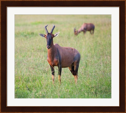 Framed Topi (Damaliscus lunatus), Maasai Mara National Reserve, Kenya Print