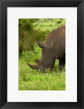 Framed Southern white rhinoceros, South Africa Print
