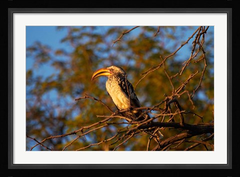 Framed Southern Yellow-billed Hornbill, Hwange NP, Zimbabwe, Africa Print