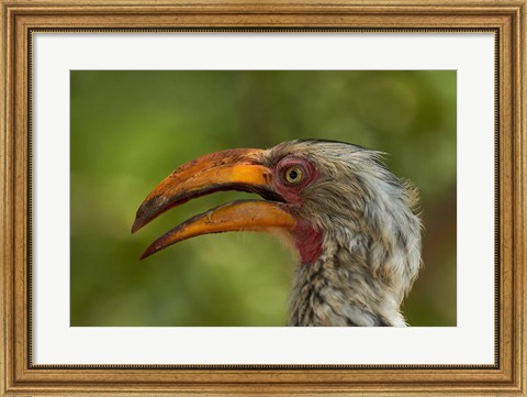 Framed Southern Yellow-billed Hornbill, Kruger National Park, South Africa Print