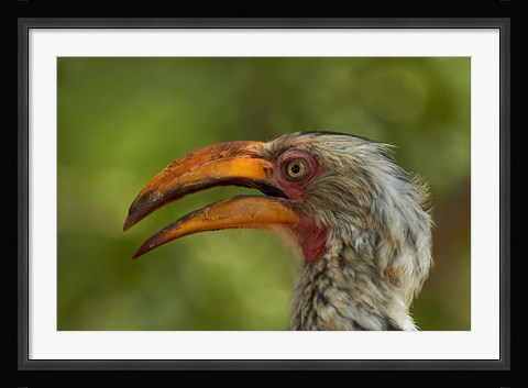 Framed Southern Yellow-billed Hornbill, Kruger National Park, South Africa Print