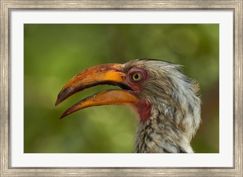 Framed Southern Yellow-billed Hornbill, Kruger National Park, South Africa Print