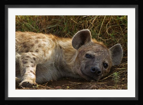 Framed Spotted Jackal resting, Maasai Mara National Reserve, Kenya. Print