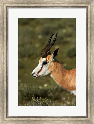 Framed Springbok, Antidorcas marsupialis, Etosha NP, Namibia, Africa. Print