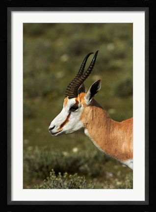 Framed Springbok, Antidorcas marsupialis, Etosha NP, Namibia, Africa. Print