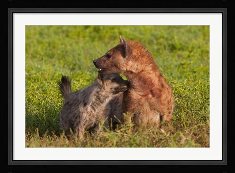 Framed Spotted hyena, Ngorongoro Conservation Area, Tanzania. Print