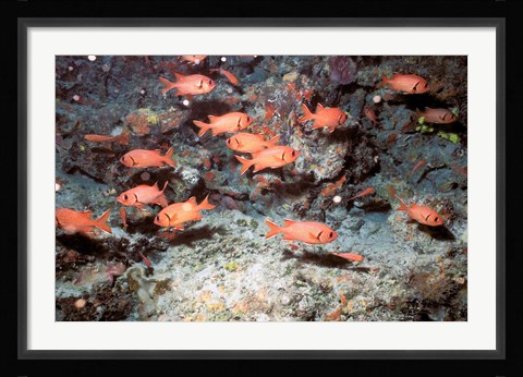 Framed Squirrel Fish, Astove Island, Seychelles, Africa Print