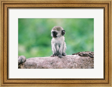 Framed Tanzania, Ngorogoro Crate, Wild vervet monkey baby Print