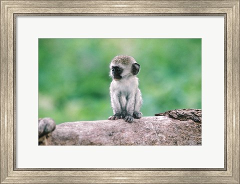 Framed Tanzania, Ngorogoro Crate, Wild vervet monkey baby Print