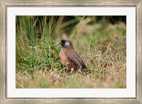 Framed Speckled Mousebird, Aberdare Country Club, Nyeri, Kenya Print