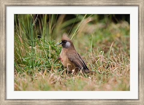 Framed Speckled Mousebird, Aberdare Country Club, Nyeri, Kenya Print