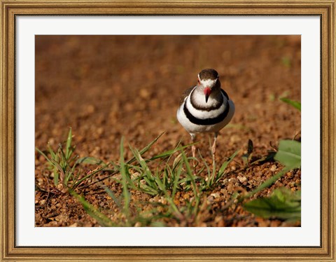 Framed Threebanded Plover, Mkuze Game Reserve, South Africa Print