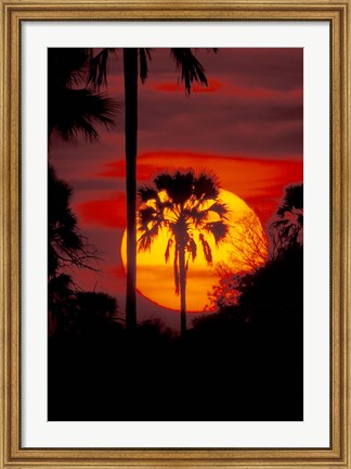 Framed Sunset and Palm, Ngamiland, Okavango Delta, Botswana Print