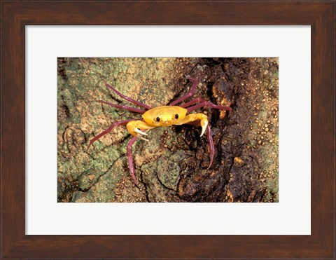 Framed Terrestrial Arboreal Crab, Ankarana Special Reserve, Madagascar Print