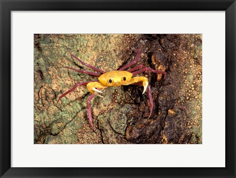 Framed Terrestrial Arboreal Crab, Ankarana Special Reserve, Madagascar Print