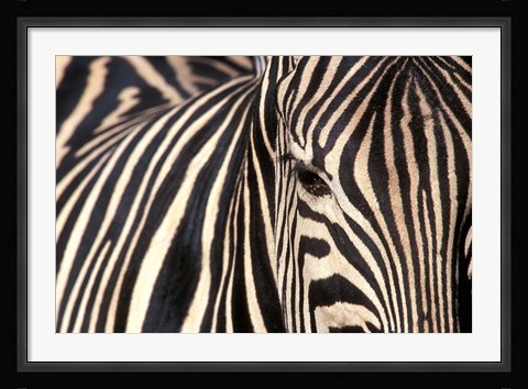 Framed Tight Portrait of Plains Zebra, Khwai River, Moremi Game Reserve, Botswana Print