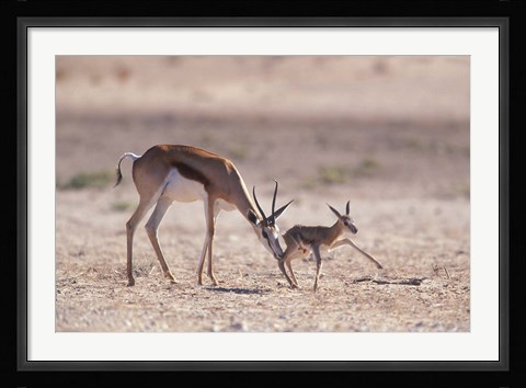Framed Springbok Mother Helps Newborn, Kalahari Gemsbok National Park, South Africa Print