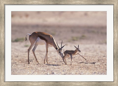 Framed Springbok Mother Helps Newborn, Kalahari Gemsbok National Park, South Africa Print