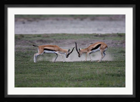 Framed Thomson's Gazelles Fighting, Tanzania Print