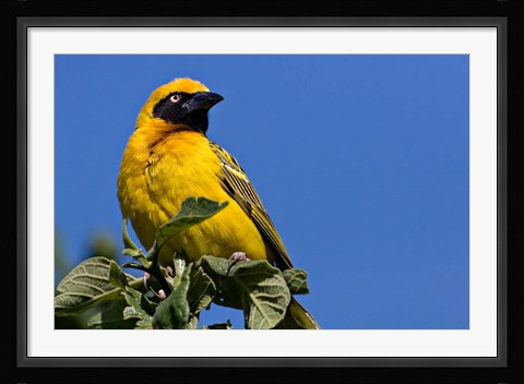 Framed Speke's Weaver, Tanzania Print