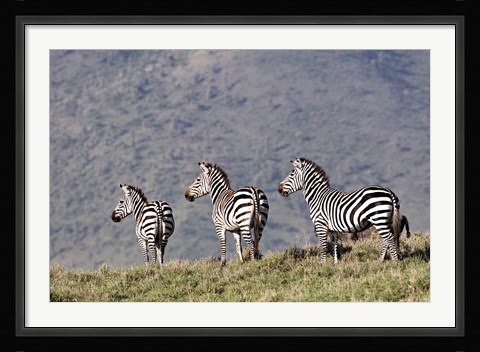 Framed Three Zebras Watch a Lion Approach, Tanzania Print