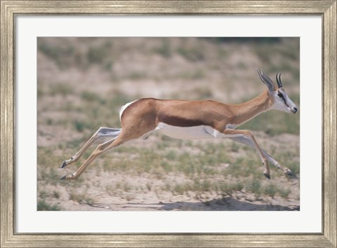 Framed Springbok Running Through Desert, Kgalagadi Transfrontier Park, South Africa Print