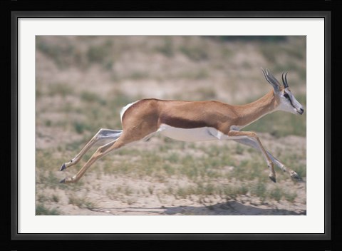 Framed Springbok Running Through Desert, Kgalagadi Transfrontier Park, South Africa Print