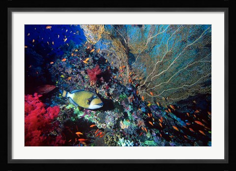 Framed Titan Triggerfish, Red Sea, Egypt Print